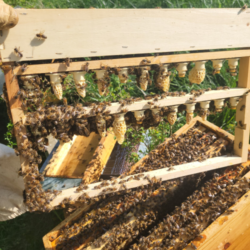 Kit de Démarrage pour Apiculteurs